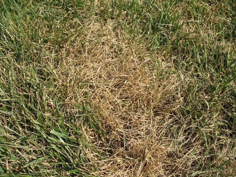 What Causes White Grubs In Lawn - Signs Of Grubs In Lawn